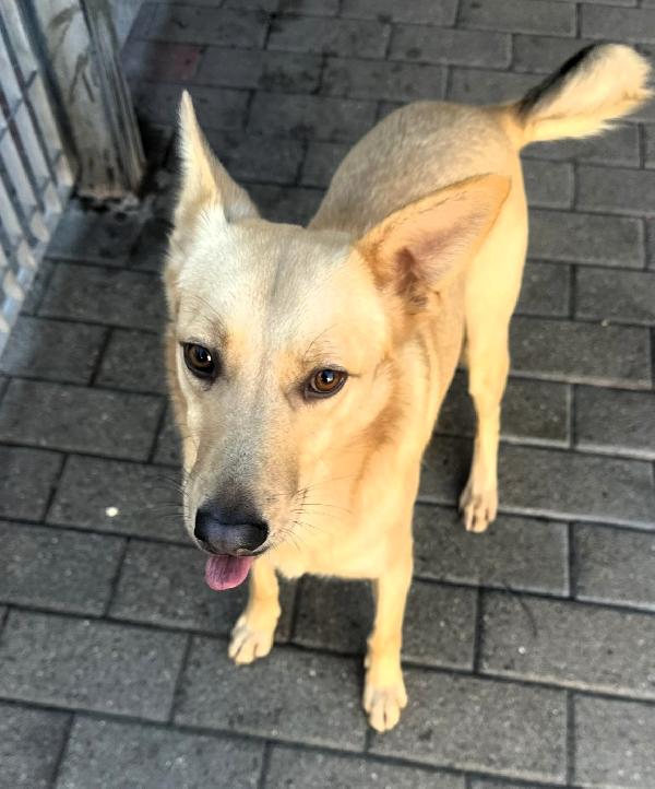 MANUEL DOLCE E TIMIDO Foto 8